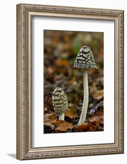 Magpie inkcap that usually grows singularly, often under beech trees, Bedfordshire, England-Andy Sands-Framed Photographic Print