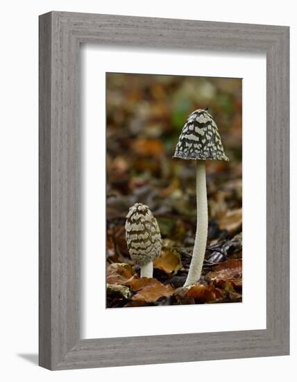 Magpie inkcap that usually grows singularly, often under beech trees, Bedfordshire, England-Andy Sands-Framed Photographic Print