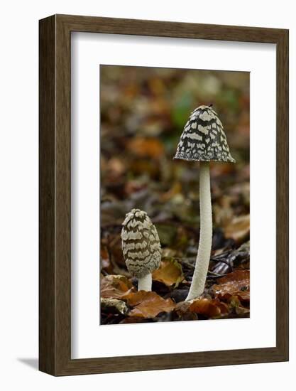 Magpie inkcap that usually grows singularly, often under beech trees, Bedfordshire, England-Andy Sands-Framed Photographic Print