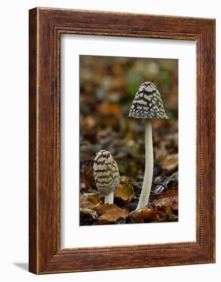 Magpie inkcap that usually grows singularly, often under beech trees, Bedfordshire, England-Andy Sands-Framed Photographic Print