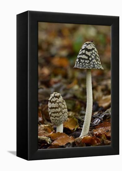 Magpie inkcap that usually grows singularly, often under beech trees, Bedfordshire, England-Andy Sands-Framed Premier Image Canvas