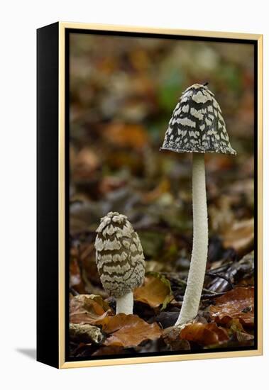 Magpie inkcap that usually grows singularly, often under beech trees, Bedfordshire, England-Andy Sands-Framed Premier Image Canvas