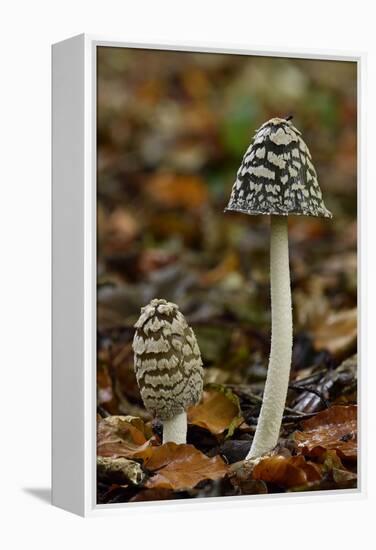 Magpie inkcap that usually grows singularly, often under beech trees, Bedfordshire, England-Andy Sands-Framed Premier Image Canvas