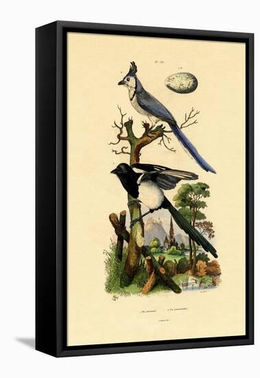 Magpie Jay, 1833-39-null-Framed Premier Image Canvas