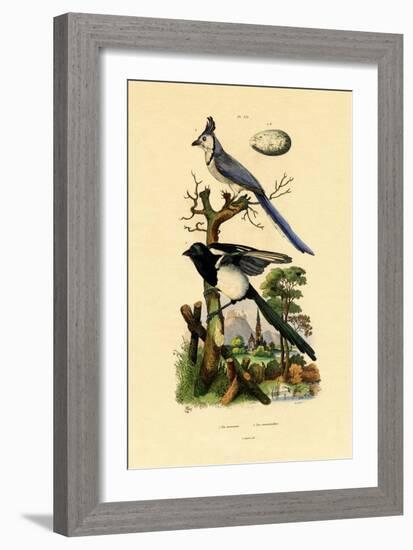 Magpie Jay, 1833-39-null-Framed Giclee Print