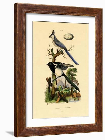 Magpie Jay, 1833-39-null-Framed Giclee Print