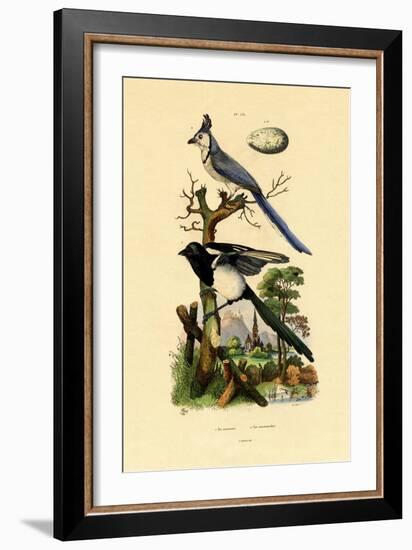 Magpie Jay, 1833-39-null-Framed Giclee Print