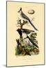 Magpie Jay, 1833-39-null-Mounted Giclee Print