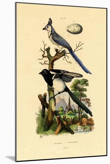 Magpie Jay, 1833-39-null-Mounted Giclee Print