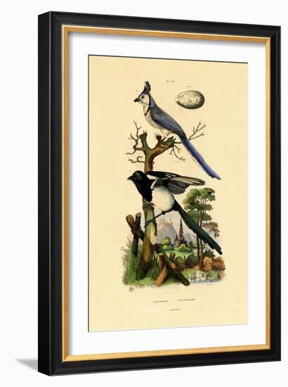 Magpie Jay, 1833-39-null-Framed Giclee Print