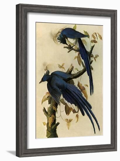 Magpie Jays-John James Audubon-Framed Giclee Print