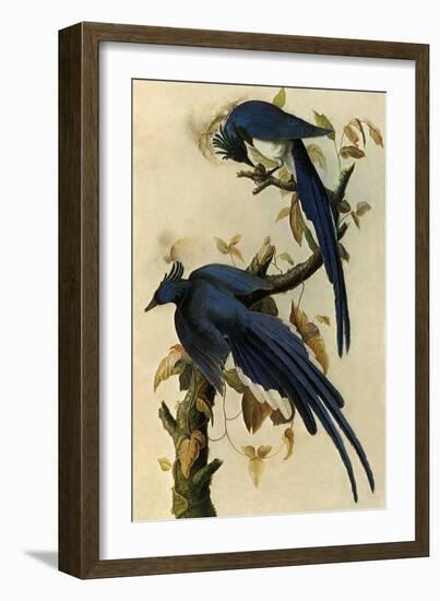 Magpie Jays-John James Audubon-Framed Giclee Print