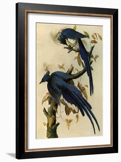 Magpie Jays-John James Audubon-Framed Giclee Print