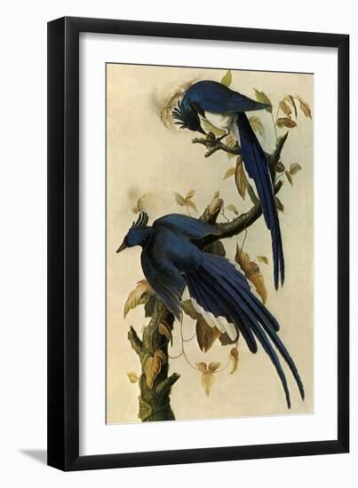 Magpie Jays-John James Audubon-Framed Giclee Print