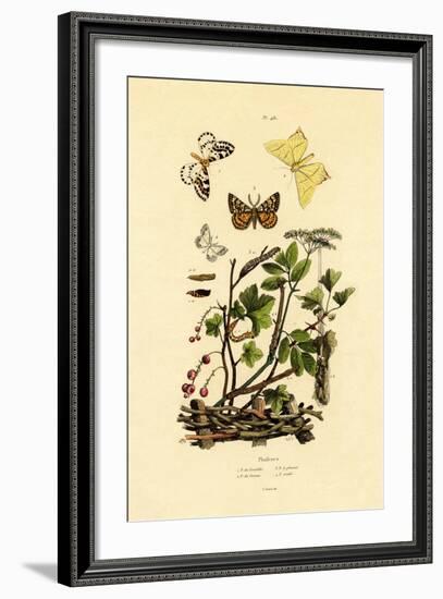 Magpie Moth, 1833-39-null-Framed Giclee Print