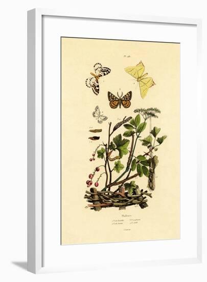 Magpie Moth, 1833-39-null-Framed Giclee Print