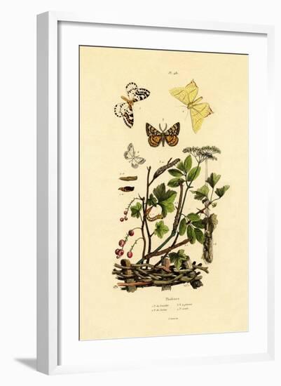 Magpie Moth, 1833-39-null-Framed Giclee Print