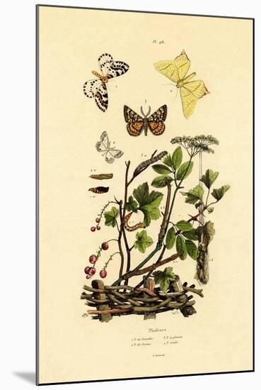 Magpie Moth, 1833-39-null-Mounted Giclee Print