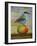 Magpie On A Mango-Leah Saulnier-Framed Giclee Print