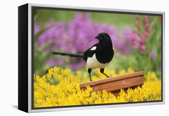 Magpie Perched on Plant Pot in Garden-null-Framed Premier Image Canvas