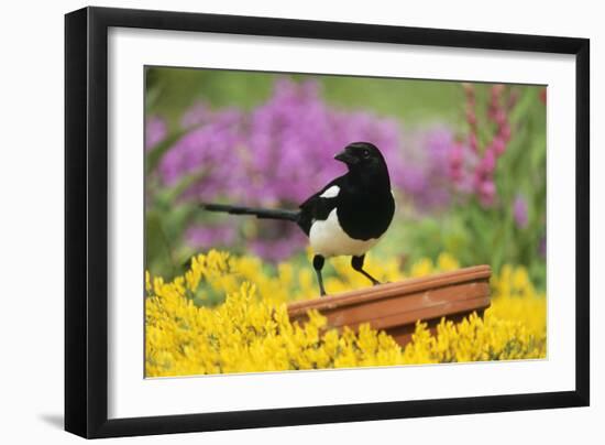 Magpie Perched on Plant Pot in Garden-null-Framed Photographic Print