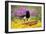 Magpie Perched on Plant Pot in Garden-null-Framed Photographic Print