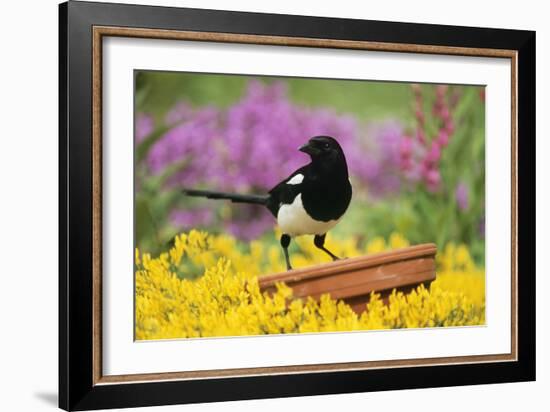 Magpie Perched on Plant Pot in Garden-null-Framed Photographic Print