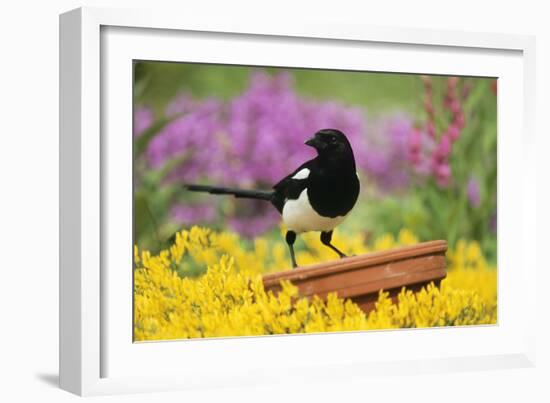 Magpie Perched on Plant Pot in Garden-null-Framed Photographic Print