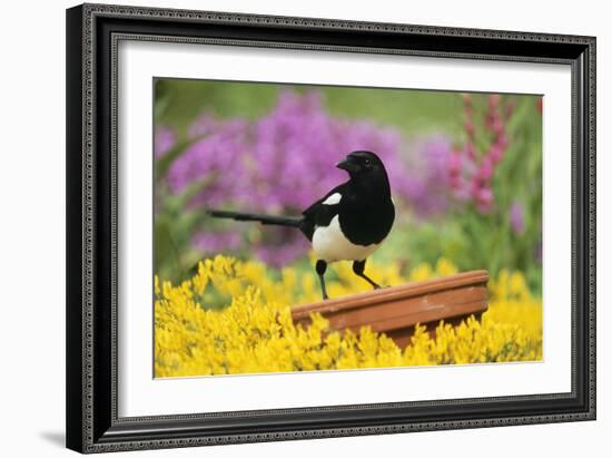 Magpie Perched on Plant Pot in Garden-null-Framed Photographic Print