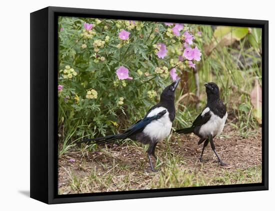 Magpie Youngsters Interacting in Garden-null-Framed Premier Image Canvas