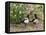 Magpie Youngsters Interacting in Garden-null-Framed Premier Image Canvas