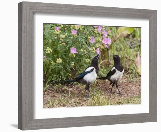 Magpie Youngsters Interacting in Garden-null-Framed Photographic Print