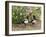 Magpie Youngsters Interacting in Garden-null-Framed Photographic Print