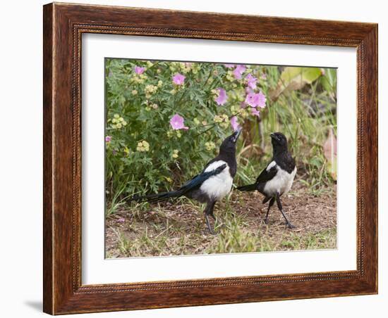 Magpie Youngsters Interacting in Garden-null-Framed Photographic Print