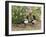 Magpie Youngsters Interacting in Garden-null-Framed Photographic Print