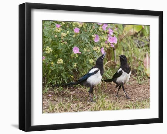 Magpie Youngsters Interacting in Garden-null-Framed Photographic Print