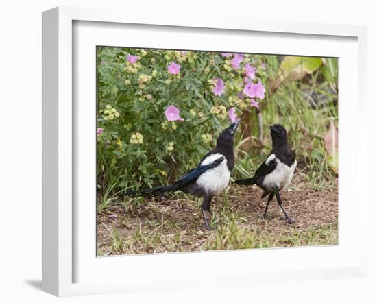 Magpie Youngsters Interacting in Garden-null-Framed Photographic Print