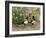 Magpie Youngsters Interacting in Garden-null-Framed Photographic Print