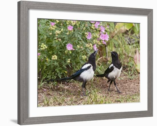 Magpie Youngsters Interacting in Garden-null-Framed Photographic Print