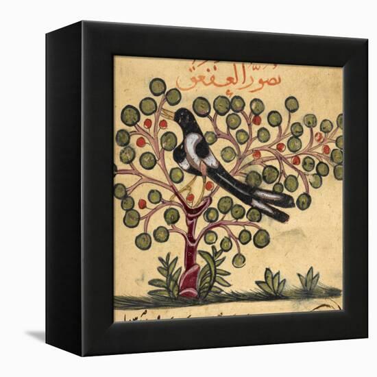 Magpie-Aristotle ibn Bakhtishu-Framed Premier Image Canvas