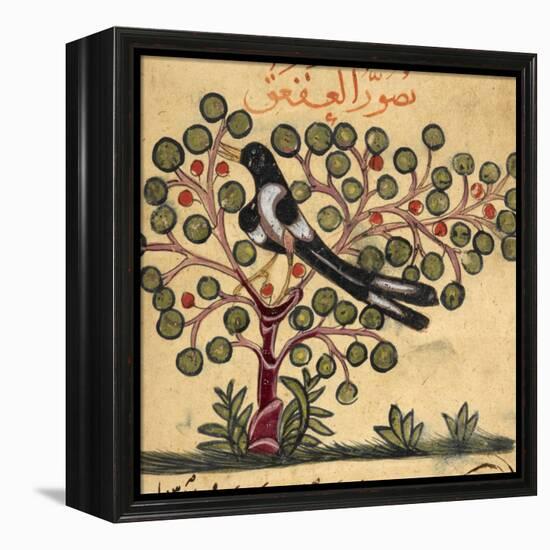 Magpie-Aristotle ibn Bakhtishu-Framed Premier Image Canvas