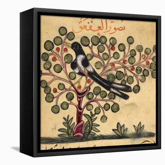 Magpie-Aristotle ibn Bakhtishu-Framed Premier Image Canvas