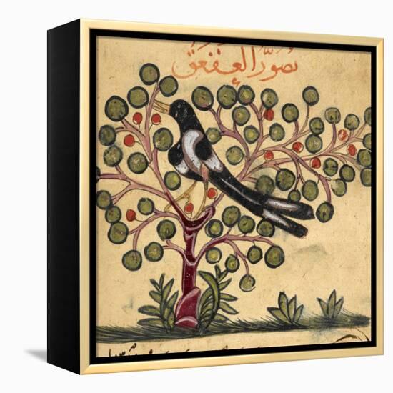 Magpie-Aristotle ibn Bakhtishu-Framed Premier Image Canvas