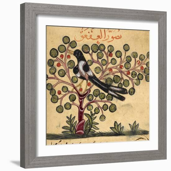 Magpie-Aristotle ibn Bakhtishu-Framed Giclee Print