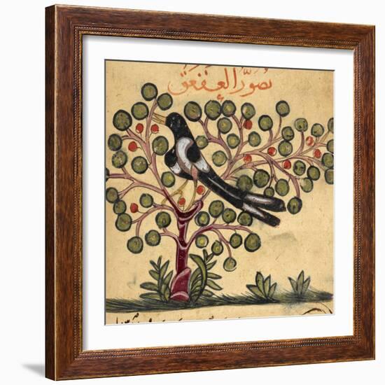 Magpie-Aristotle ibn Bakhtishu-Framed Giclee Print