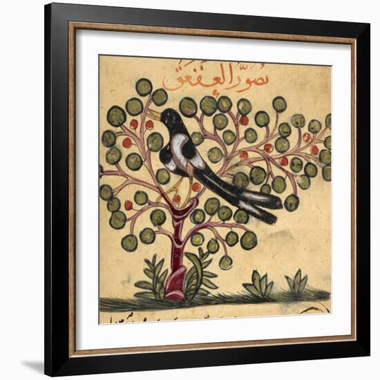 Magpie-Aristotle ibn Bakhtishu-Framed Giclee Print