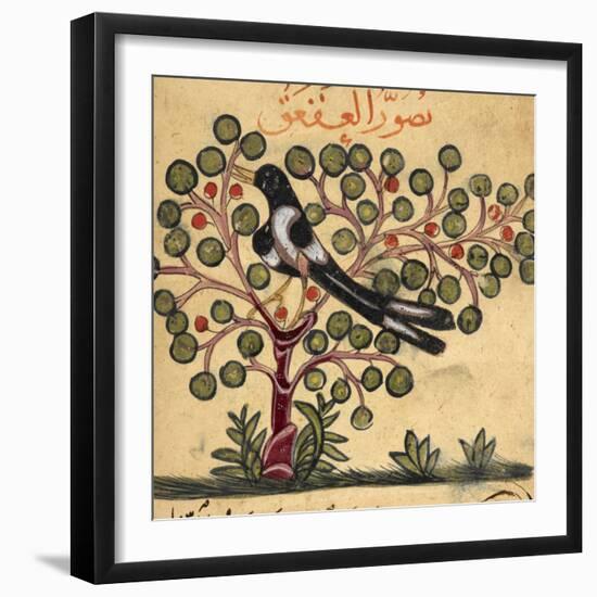 Magpie-Aristotle ibn Bakhtishu-Framed Giclee Print