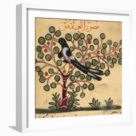 Magpie-Aristotle ibn Bakhtishu-Framed Giclee Print