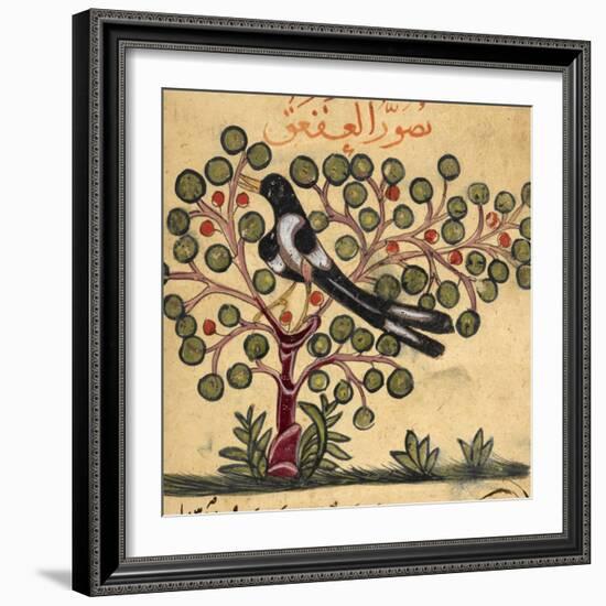 Magpie-Aristotle ibn Bakhtishu-Framed Giclee Print