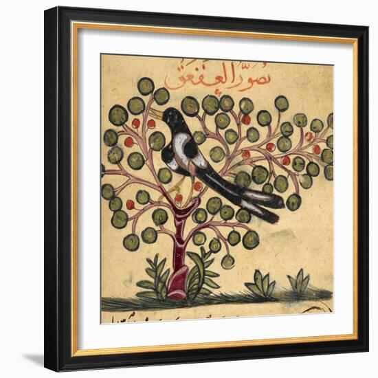 Magpie-Aristotle ibn Bakhtishu-Framed Giclee Print